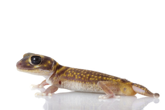 Stellate Knob-tailed Gecko