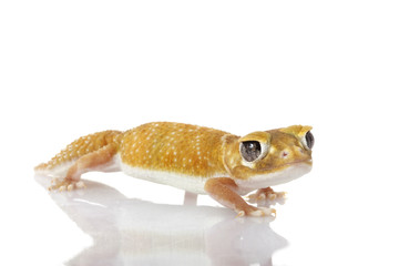 Smooth Knob-tailed Gecko