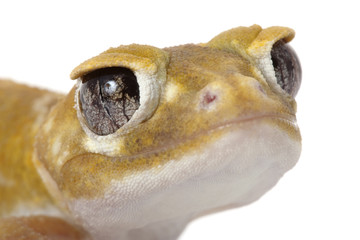 Smooth Knob-tailed Gecko