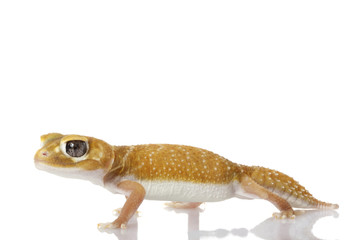 Smooth Knob-tailed Gecko