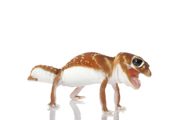 Smooth Knob-tailed Gecko