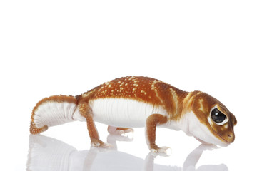 Obraz premium Smooth Knob-tailed Gecko