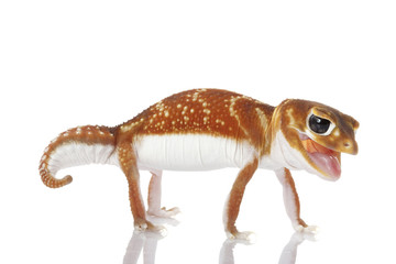 Smooth Knob-tailed Gecko