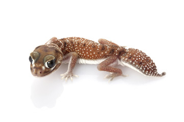 Western Smooth Knob-tailed Gecko