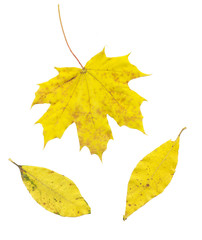 leaves isolated on white background