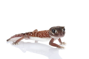 Western Smooth Knob-tailed Gecko
