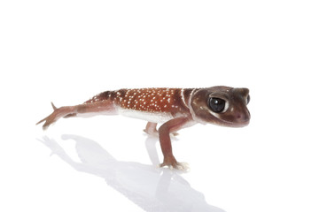 Western Smooth Knob-tailed Gecko