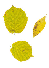 leaves isolated on white background