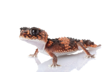 Wheeler¡¯s Banded Knob-tailed Gecko