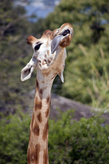 Giraffe