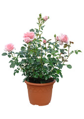 rosier en conteneur fleuri