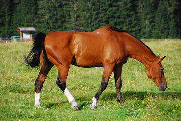 Naklejka na ściany i meble Horse, Val Visdende, Italy, July 2007