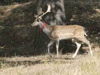 Ciervo con lazo rojo