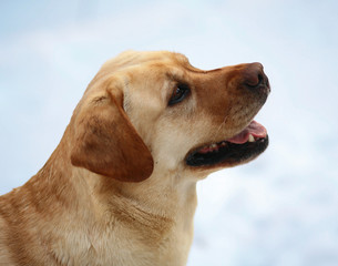 Portrait labrador a retriever.