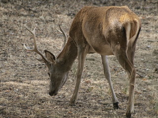 Ciervo pastando