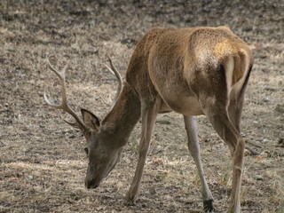 ciervo pastando