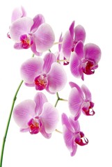 bunch of purple orchid