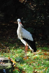 Weißstorch