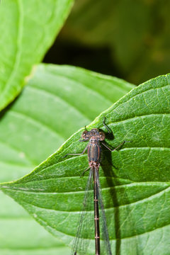 Female Common Blue Damselfly