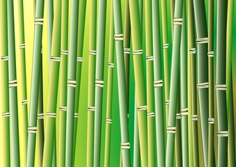 Bambus Vektor 1
