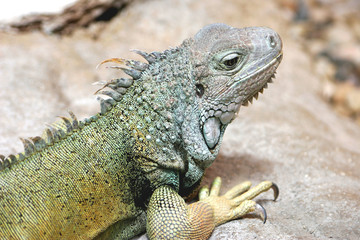 Iguane