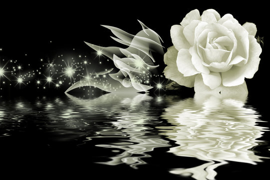 Art rose
