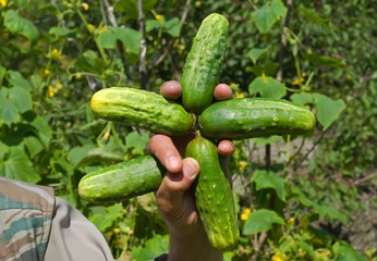 Cucumbers in hand 9