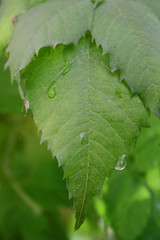 green leaf
