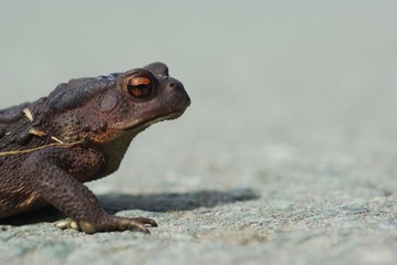 ヒキガエル