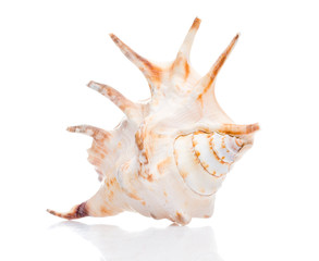 Seashell