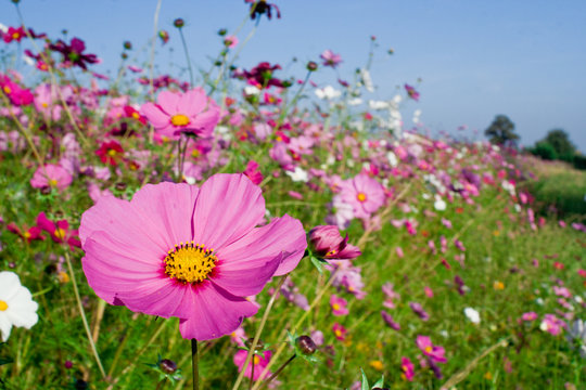 Fleur jach&egrave;re fleuris