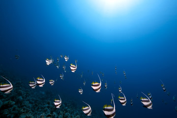 Naklejka na ściany i meble ocean and schooling bannerfish