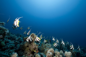 ocean and schooling bannerfish