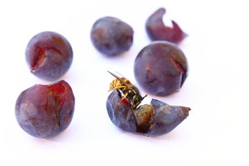 Wespe auf überreifen Weintrauben