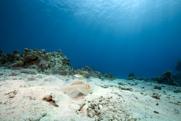 ocean and bluespotted stingray