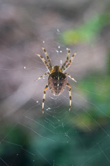spider in web