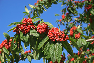 red berries on tree