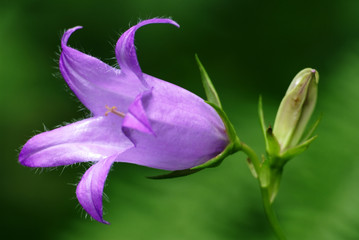 Fototapeta na wymiar Canterbury bellflower (Campanula latifolia)