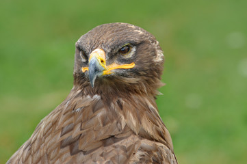 Raubvogel 23