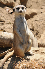 Erdännchen