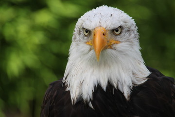 Weisskopfseeadler 13