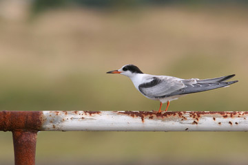 Flussseeschwalbe - Sterna hirundo