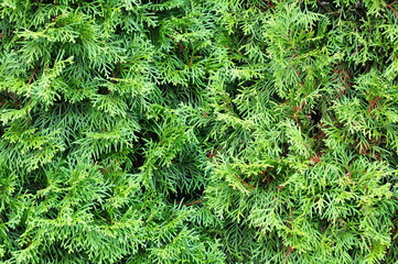 Green thuja background