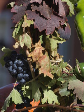 Uvas negras y hojas de parra