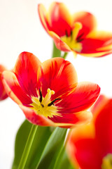 Red opened tulips
