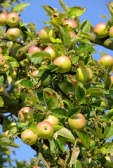 Apfel am Baum - apple on tree 71