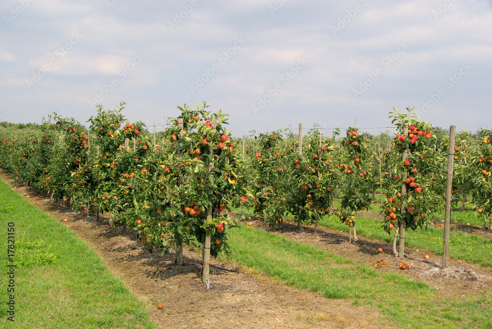 Sticker apfel am baum - apple on tree 82