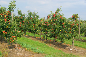 Apfel am Baum - apple on tree 85