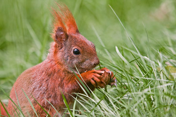 Eichhörnchen © Alexander Erdbeer