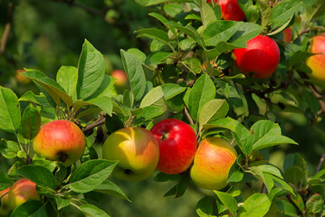 Apfel am Baum - apple on tree 86